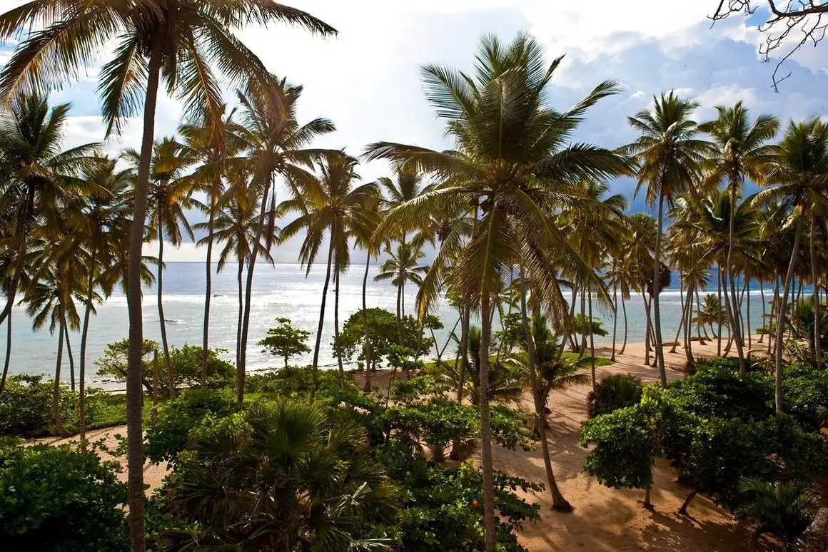 A beach with many palm trees and the ocean